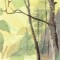 BFC0784 Window - Forest Dawn