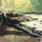 BFC0784 Window - Forest Dawn