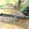 BFC0784 Window - Forest Dawn