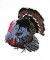BFC0785 Elegant Thanksgiving & More