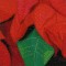 BFC0786 Window - A Poinsettia II