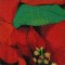 BFC0786 Window - A Poinsettia II