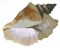 BFC0788 Seashells