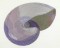 BFC0788 Seashells