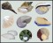 BFC0788 Seashells