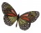 BFC0789 Caterpillars and Butterflies