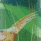 BFC0792 Two Pheasants