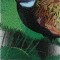 BFC0792 Two Pheasants