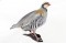 Game Birds Combo