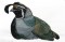 BFC0797 Game Birds II