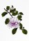 BFC0809 Tropical Bling
