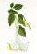BFC0809 Tropical Bling