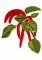 BFC0809 Tropical Bling