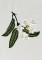BFC0809 Tropical Bling
