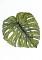 BFC0809 Tropical Bling