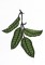 BFC0809 Tropical Bling