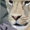 BFC0816 Lion Series-Lioness Lying in Wait