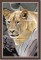 Lion Combo