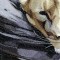 BFC0818 Lion Series-Lioness-A Difficult Life