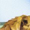 BFC0820 Lion Series-Lion-The Proud King