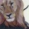 BFC0825 Lion Series-Lion-Resting in the Shade