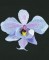 BFC0833 Orchids
