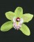 BFC0833 Orchids