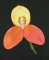 BFC0833 Orchids