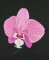 BFC0833 Orchids