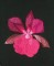BFC0833 Orchids