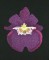 BFC0833 Orchids