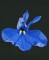 BFC0833 Orchids