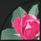 BFC0841 QIH Rose Tile