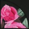 BFC0841 QIH Rose Tile