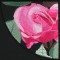 BFC0841 QIH Rose Tile