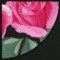 BFC0841 QIH Rose Tile