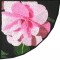 BFC0846 QIH-Camellia Tile