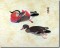 BFC0852 Oriental Fauna - Set I