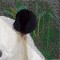 BFC0861 Window-Giant Panda