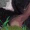 BFC0861 Window-Giant Panda
