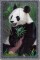 BFC0861 Window-Giant Panda