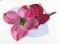 BFC0866 Cherry and Dogwood Blossoms