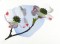 BFC0866 Cherry and Dogwood Blossoms