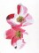 BFC0866 Cherry and Dogwood Blossoms