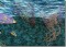 Art Quilt - Undersea Fantasy