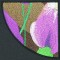 BFC0871 Iris In The Round Times Two