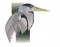 BFC0889 Portraits-Egrets and Herons