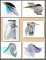 BFC0889 Portraits-Egrets and Herons