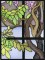 BFC0890 QIH Stained Glass - Wisteria