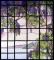 BFC0890 QIH Stained Glass - Wisteria